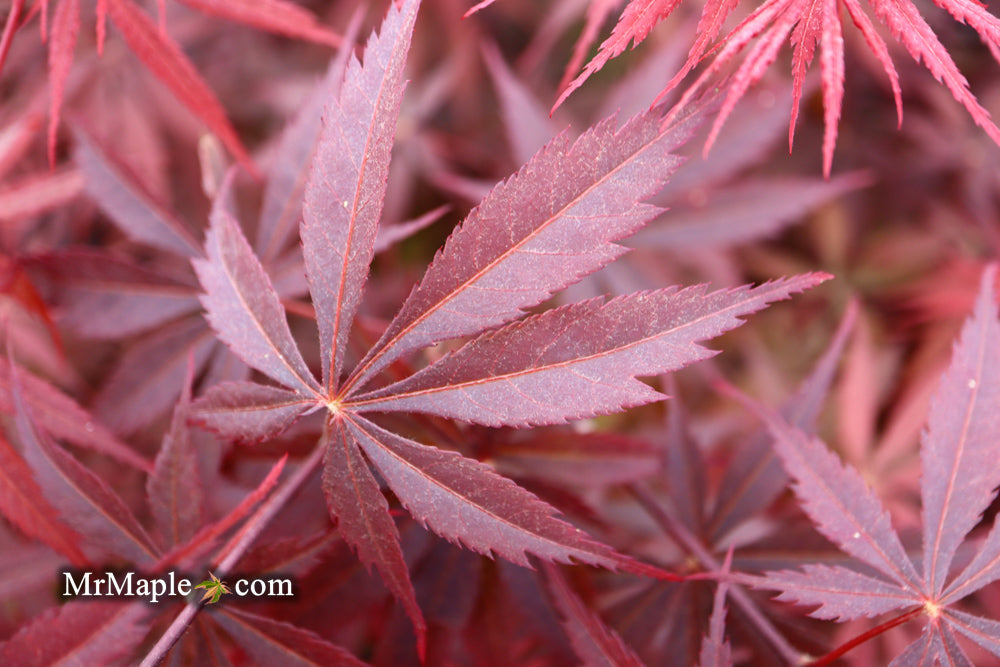 FOR PICK UP ONLY | Acer palmatum 'Red Bird' Japanese Maple Tree | DOES NOT SHIP