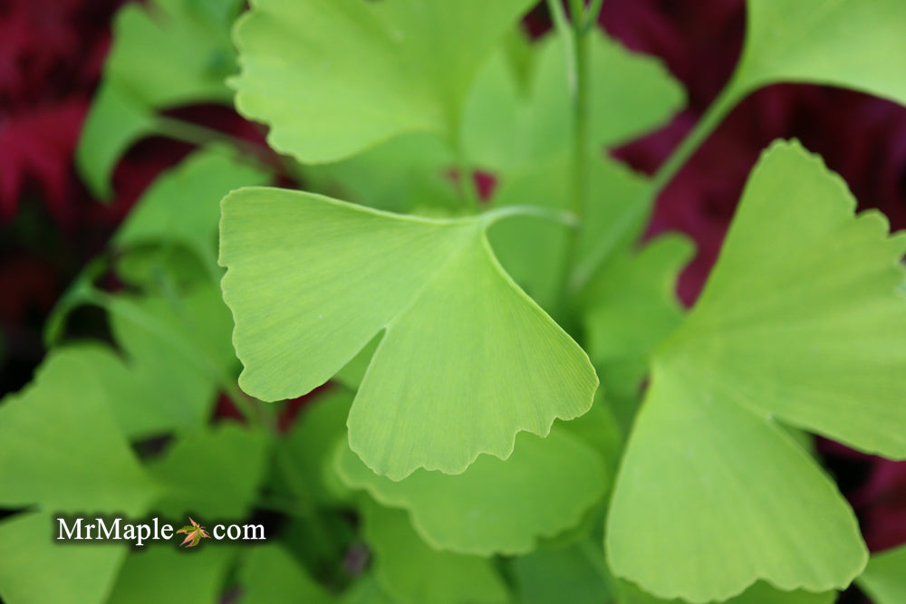 FOR PICK UP ONLY | Ginkgo biloba 'Blagon' | DOES NOT SHIP