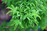 - FOR PICKUP ONLY | Acer palmatum 'Shishigashira' Lion's Head Japanese Maple | DOES NOT SHIP - Mr Maple │ Buy Japanese Maple Trees
