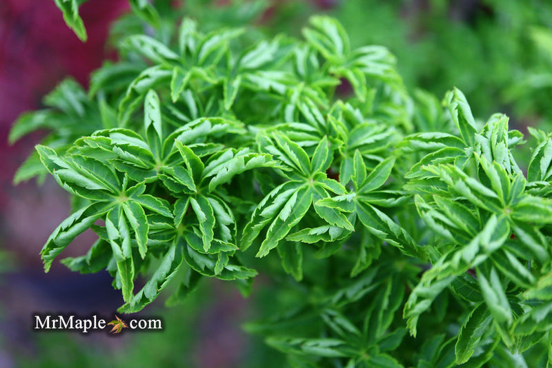 - FOR PICKUP ONLY | Acer palmatum 'Shishigashira' Lion's Head Japanese Maple | DOES NOT SHIP - Mr Maple │ Buy Japanese Maple Trees