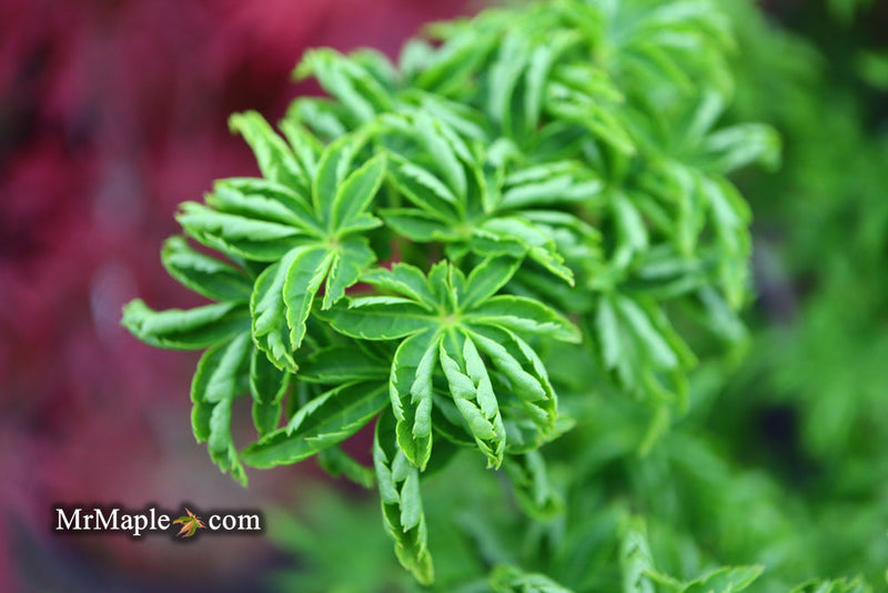 - FOR PICKUP ONLY | Acer palmatum 'Shishigashira' Lion's Head Japanese Maple | DOES NOT SHIP - Mr Maple │ Buy Japanese Maple Trees