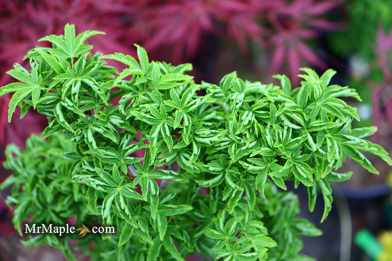 - FOR PICKUP ONLY | Acer palmatum 'Shishigashira' Lion's Head Japanese Maple | DOES NOT SHIP - Mr Maple │ Buy Japanese Maple Trees