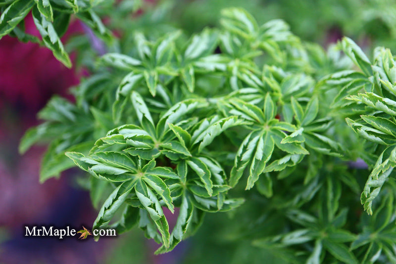 - FOR PICKUP ONLY | Acer palmatum 'Shishigashira' Lion's Head Japanese Maple | DOES NOT SHIP - Mr Maple │ Buy Japanese Maple Trees