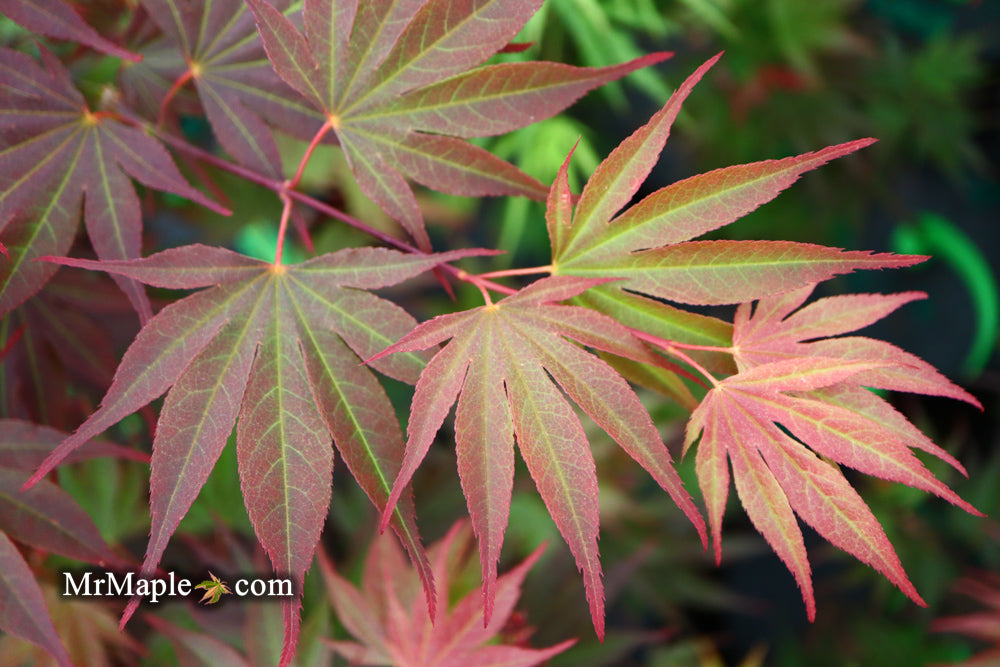 FOR PICKUP ONLY | Acer shirasawanum x palmatum 'Red Dawn' Japanese Maple | DOES NOT SHIP