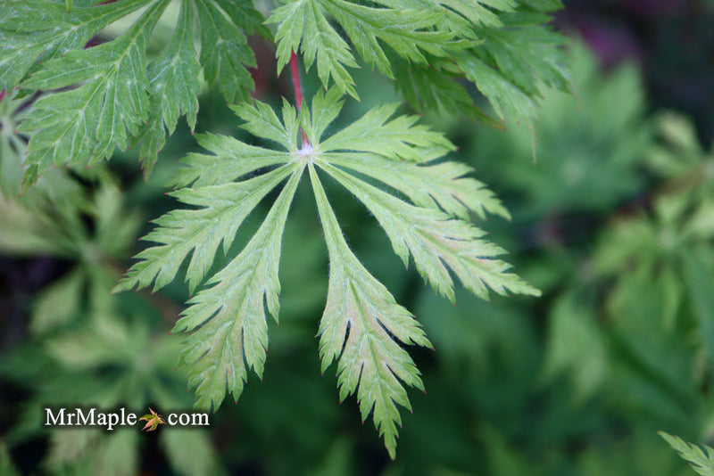 - FOR PICKUP ONLY | Acer japonicum 'Mai kujaku' Dancing Peacock Japanese Maple | DOES NOT SHIP - Mr Maple │ Buy Japanese Maple Trees