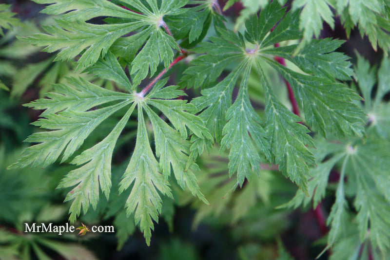 - FOR PICKUP ONLY | Acer japonicum 'Mai kujaku' Dancing Peacock Japanese Maple | DOES NOT SHIP - Mr Maple │ Buy Japanese Maple Trees