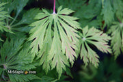 - FOR PICKUP ONLY | Acer japonicum 'Mai kujaku' Dancing Peacock Japanese Maple | DOES NOT SHIP - Mr Maple │ Buy Japanese Maple Trees