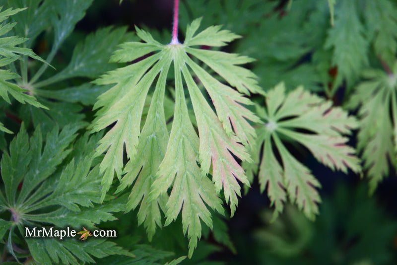 - FOR PICKUP ONLY | Acer japonicum 'Mai kujaku' Dancing Peacock Japanese Maple | DOES NOT SHIP - Mr Maple │ Buy Japanese Maple Trees