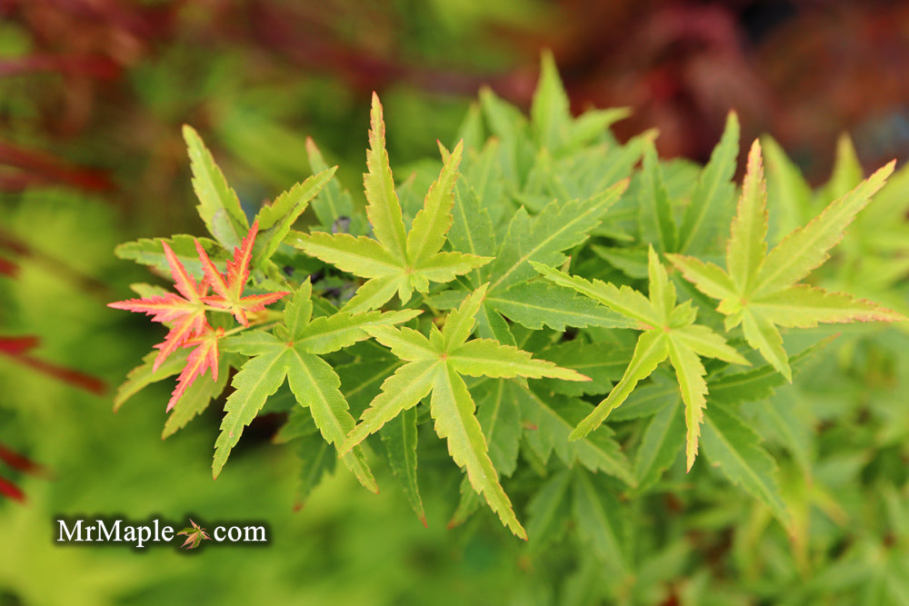 FOR PICKUP ONLY | Acer palmatum 'Goshiki kotohime' Dwarf Japanese Maple | DOES NOT SHIP