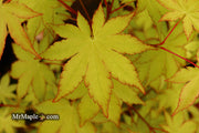 - FOR PICK UP ONLY | Acer palmatum 'Summer Gold' Japanese Maple | DOES NOT SHIP - Mr Maple │ Buy Japanese Maple Trees