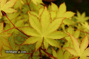 - FOR PICK UP ONLY | Acer palmatum 'Summer Gold' Japanese Maple | DOES NOT SHIP - Mr Maple │ Buy Japanese Maple Trees