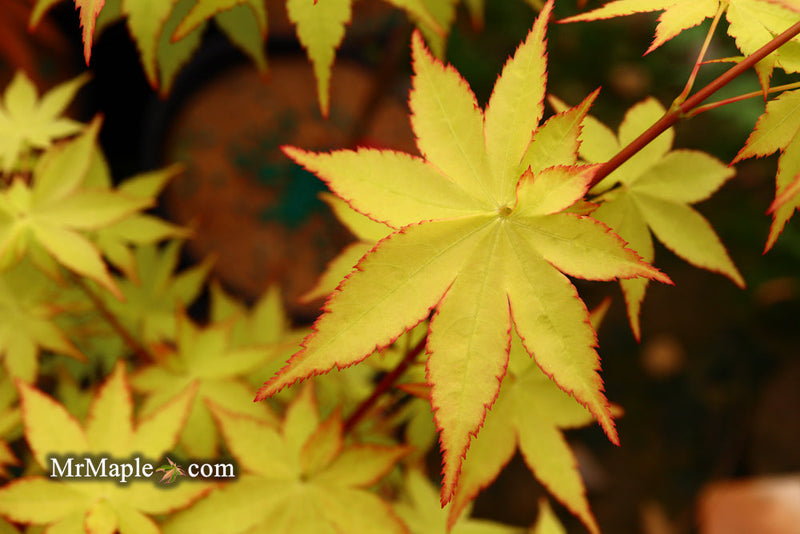 - FOR PICK UP ONLY | Acer palmatum 'Summer Gold' Japanese Maple | DOES NOT SHIP - Mr Maple │ Buy Japanese Maple Trees