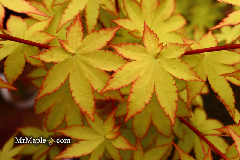 - FOR PICK UP ONLY | Acer palmatum 'Summer Gold' Japanese Maple | DOES NOT SHIP - Mr Maple │ Buy Japanese Maple Trees
