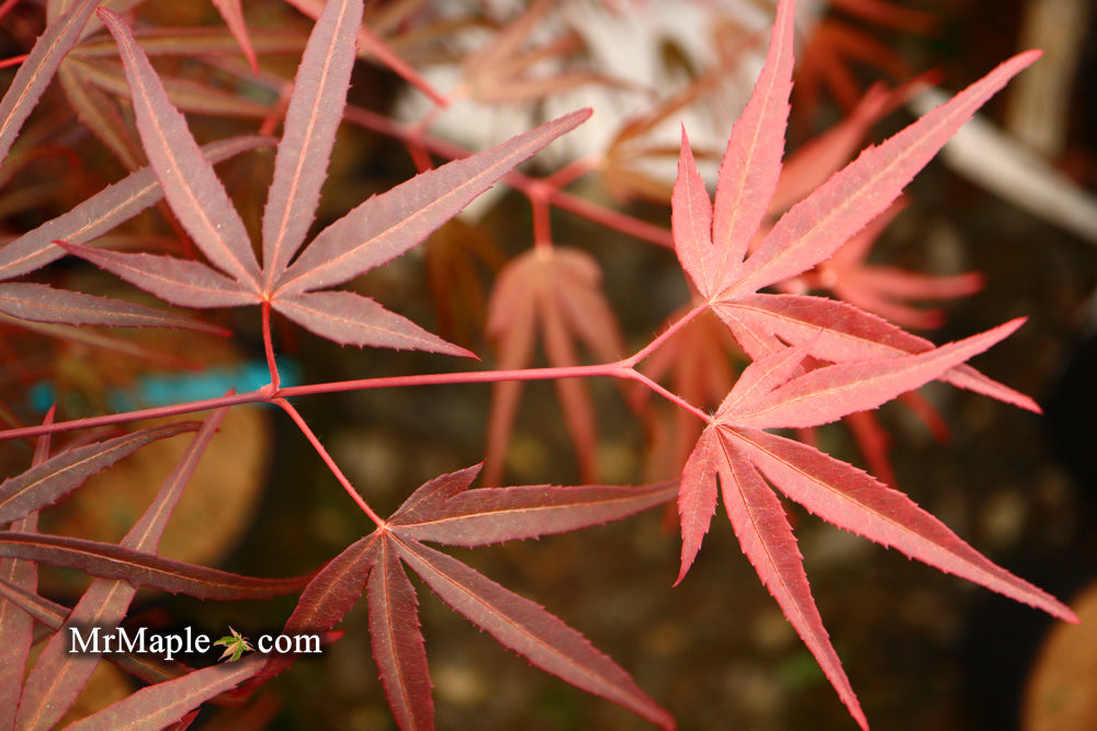 FOR PICKUP ONLY | Acer palmatum 'Pung kil' Japanese Maple | DOES NOT SHIP