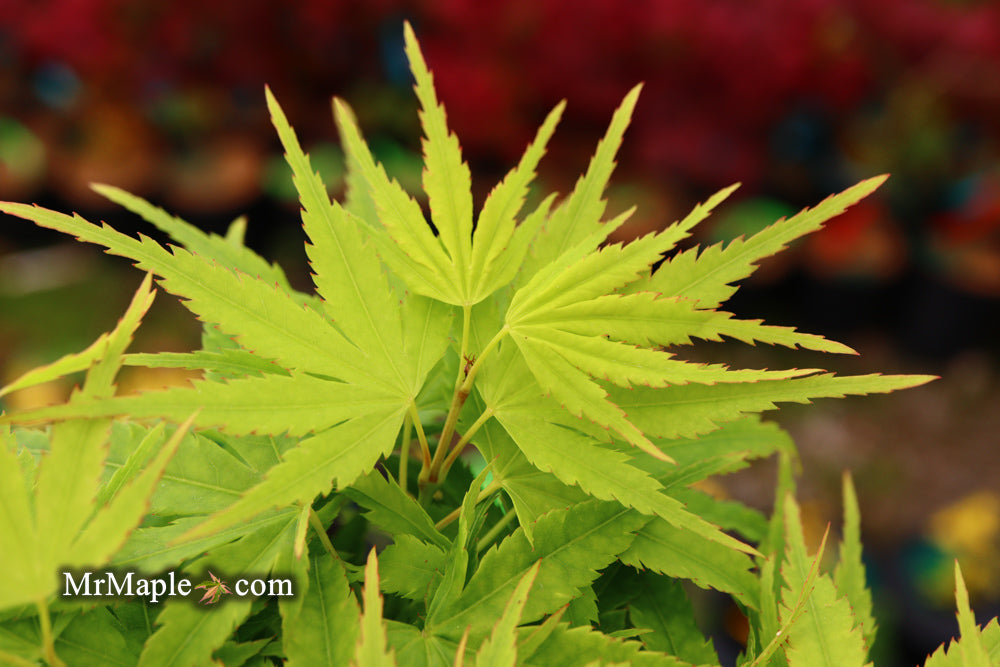 - FOR PICKUP ONLY | Acer palmatum 'Tattoo' Dwarf Japanese Maple | DOES NOT SHIP - Mr Maple │ Buy Japanese Maple Trees