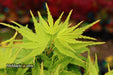 - FOR PICKUP ONLY | Acer palmatum 'Tattoo' Dwarf Japanese Maple | DOES NOT SHIP - Mr Maple │ Buy Japanese Maple Trees