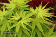 - FOR PICKUP ONLY | Acer palmatum 'Tattoo' Dwarf Japanese Maple | DOES NOT SHIP - Mr Maple │ Buy Japanese Maple Trees