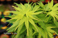 - FOR PICKUP ONLY | Acer palmatum 'Tattoo' Dwarf Japanese Maple | DOES NOT SHIP - Mr Maple │ Buy Japanese Maple Trees