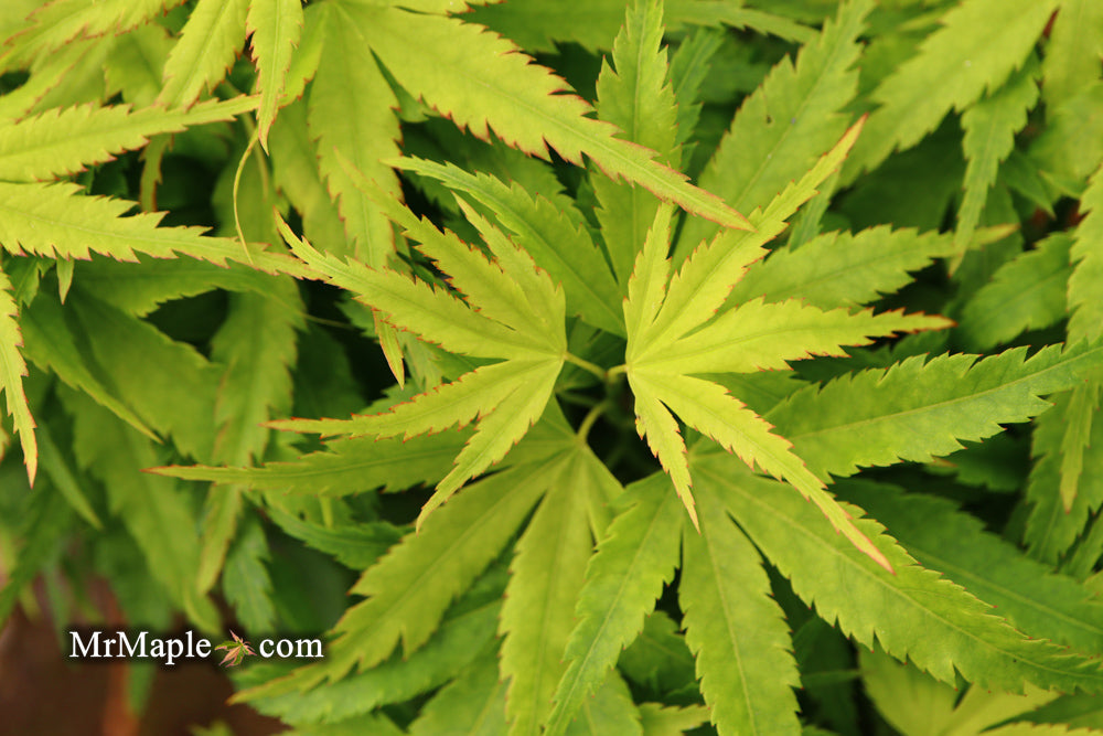 - FOR PICKUP ONLY | Acer palmatum 'Tattoo' Dwarf Japanese Maple | DOES NOT SHIP - Mr Maple │ Buy Japanese Maple Trees