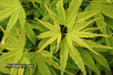 - FOR PICKUP ONLY | Acer palmatum 'Tattoo' Dwarf Japanese Maple | DOES NOT SHIP - Mr Maple │ Buy Japanese Maple Trees