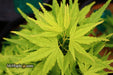 - FOR PICKUP ONLY | Acer palmatum 'Tattoo' Dwarf Japanese Maple | DOES NOT SHIP - Mr Maple │ Buy Japanese Maple Trees