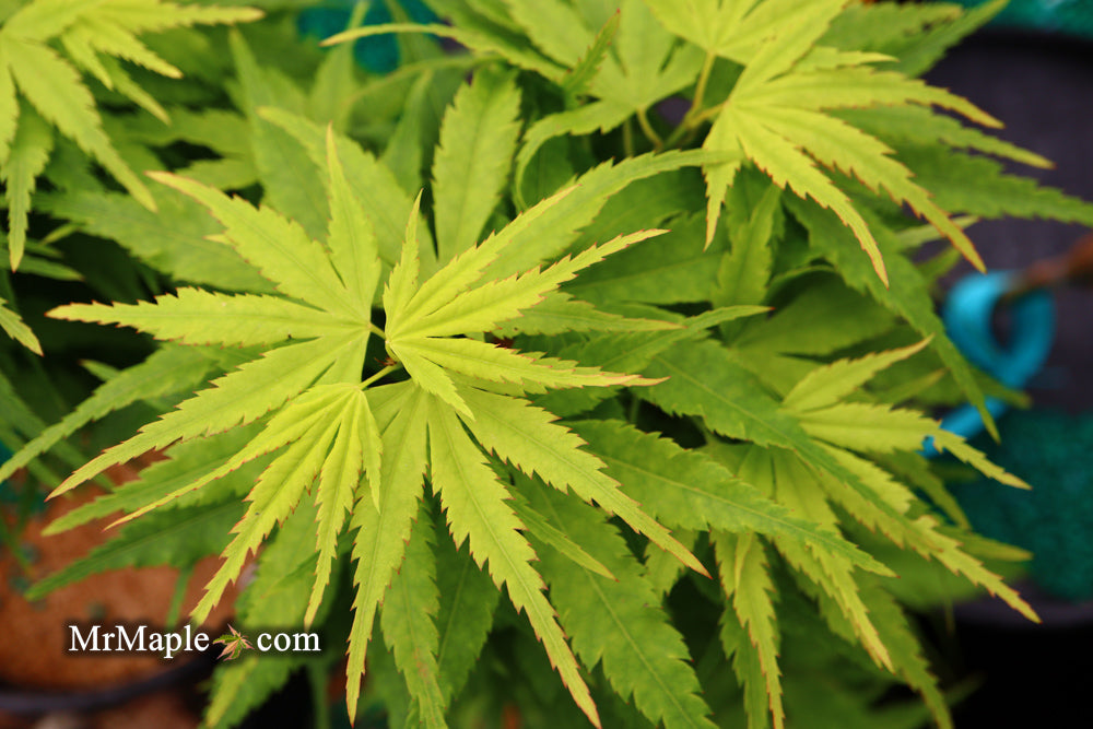 - FOR PICKUP ONLY | Acer palmatum 'Tattoo' Dwarf Japanese Maple | DOES NOT SHIP - Mr Maple │ Buy Japanese Maple Trees