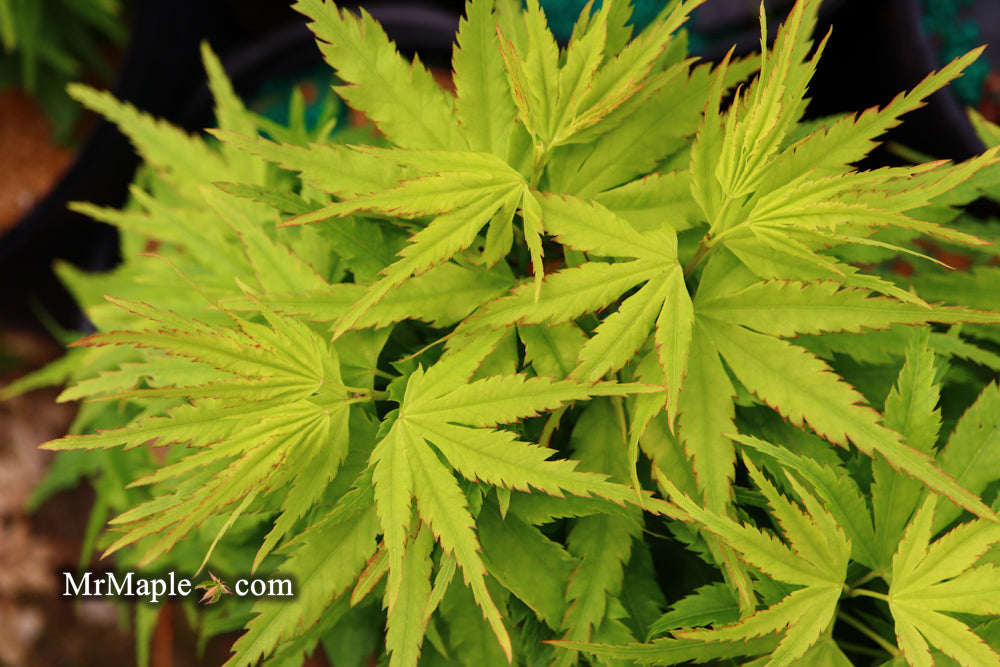 - FOR PICKUP ONLY | Acer palmatum 'Tattoo' Dwarf Japanese Maple | DOES NOT SHIP - Mr Maple │ Buy Japanese Maple Trees