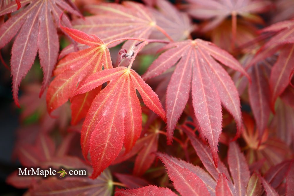 FOR PICKUP ONLY | Acer palmatum 'Oregon Sunset' Japanese Maple | DOES NOT SHIP