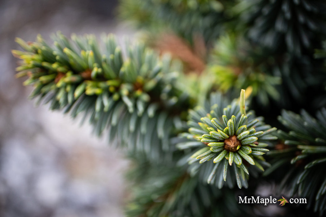 Picea pungens ‘Mrs. Cesarini' Spruce