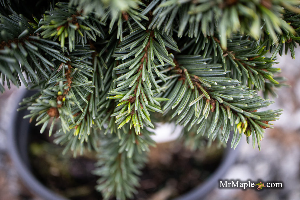 Picea pungens ‘Mrs. Cesarini' Spruce
