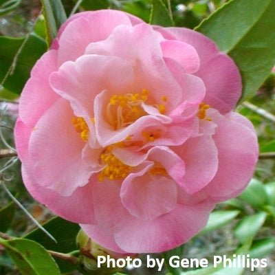 Camellia japonica 'Mrs. Lyman Clarke' Pink Flowering Camellia