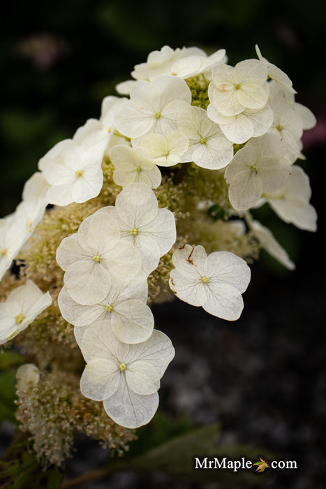 Hydrangea quercifolia 'Munchkin' Dwarf Flowering Oakleaf Hydrangea