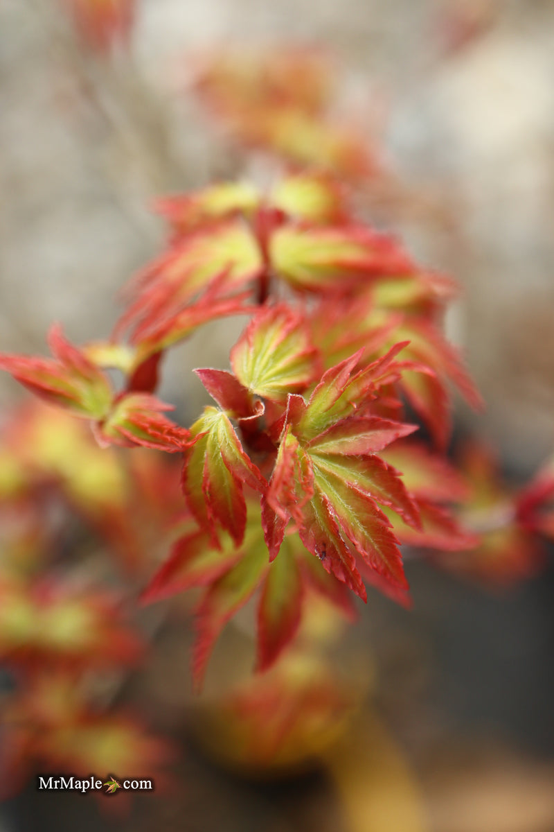Acer palmatum 'Murasaki kiyohime' Dwarf Japanese Maple