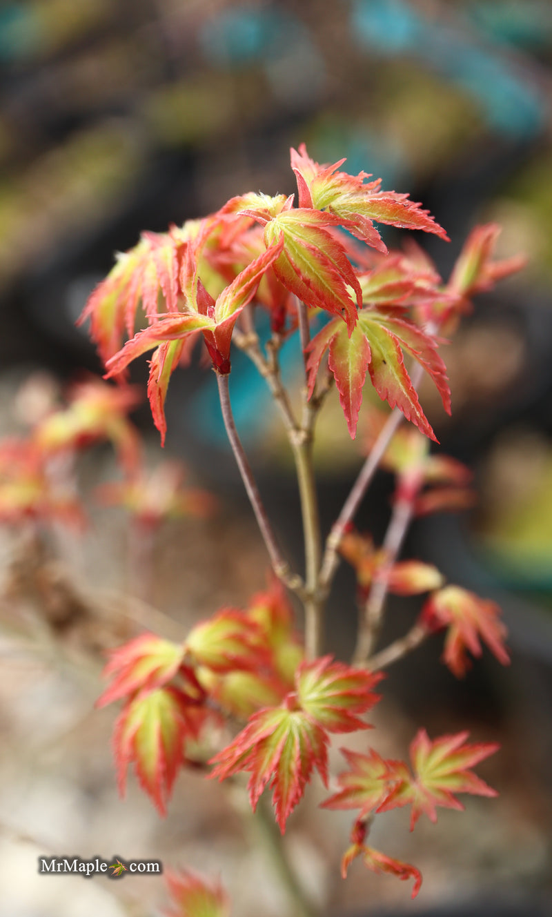 Acer palmatum 'Murasaki kiyohime' Dwarf Japanese Maple