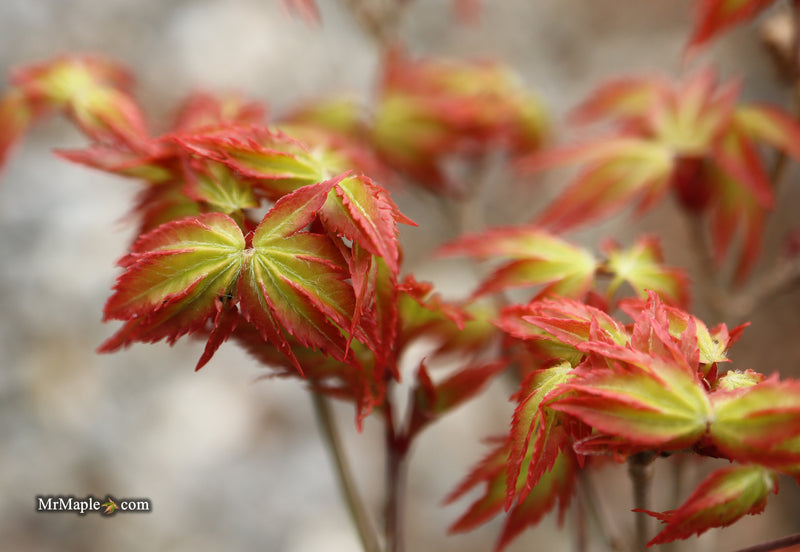 Acer palmatum 'Murasaki kiyohime' Dwarf Japanese Maple