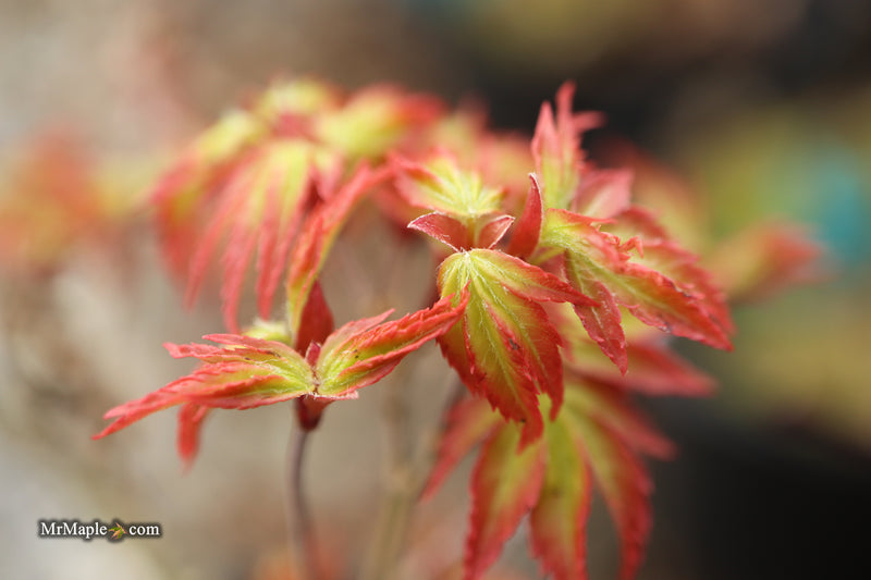 Acer palmatum 'Murasaki kiyohime' Dwarf Japanese Maple