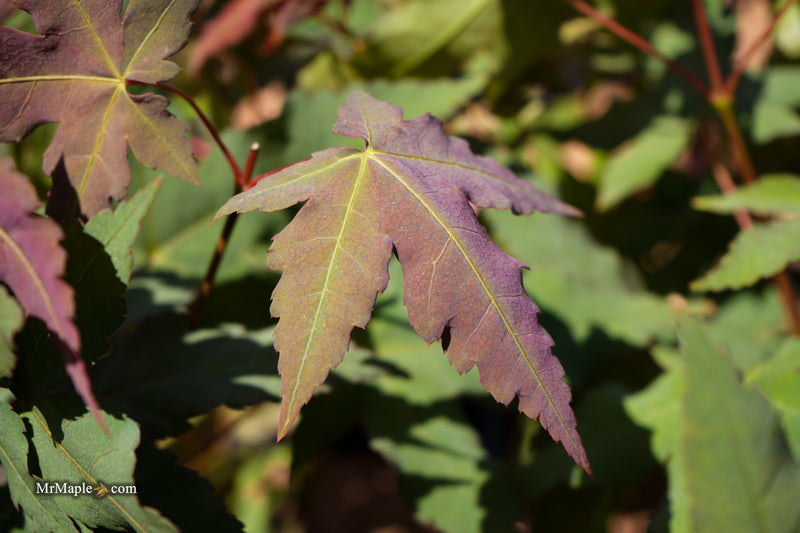 Acer oliverianum x 'Mystic Jewel' Japanese Maple