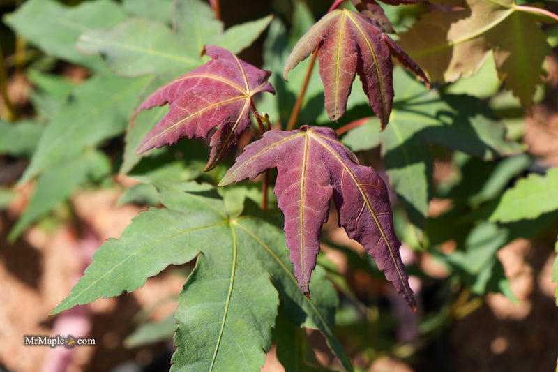 Acer oliverianum x 'Mystic Jewel' Japanese Maple
