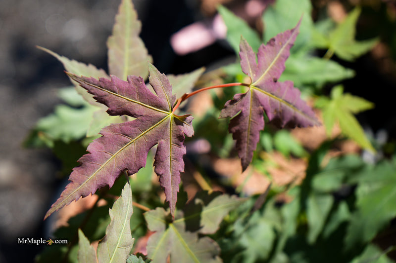 Acer oliverianum x 'Mystic Jewel' Japanese Maple