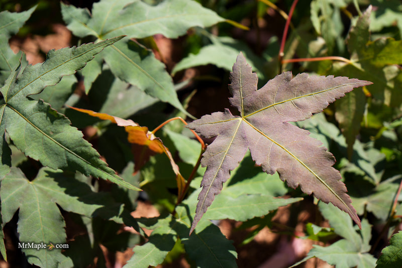 Acer oliverianum x 'Mystic Jewel' Japanese Maple