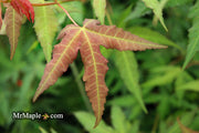 - Acer oliverianum x 'Mystic Jewel' Japanese Maple - Mr Maple │ Buy Japanese Maple Trees