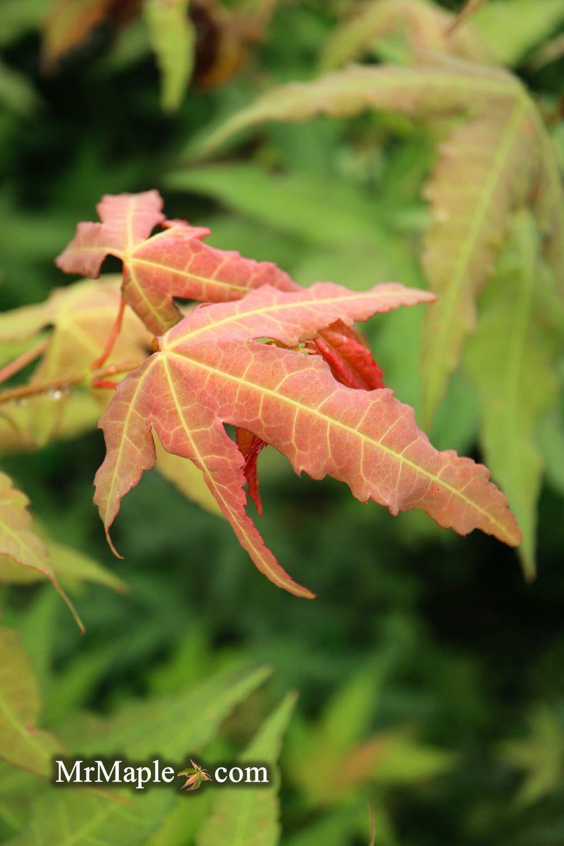 - Acer oliverianum x 'Mystic Jewel' Japanese Maple - Mr Maple │ Buy Japanese Maple Trees