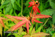 - Acer oliverianum x 'Mystic Jewel' Japanese Maple - Mr Maple │ Buy Japanese Maple Trees