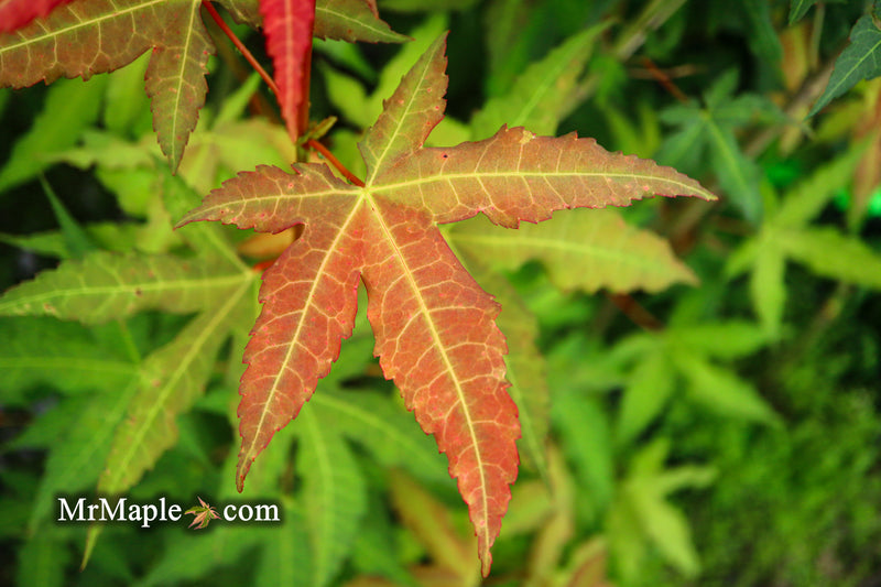 - Acer oliverianum x 'Mystic Jewel' Japanese Maple - Mr Maple │ Buy Japanese Maple Trees
