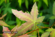 - Acer oliverianum x 'Mystic Jewel' Japanese Maple - Mr Maple │ Buy Japanese Maple Trees