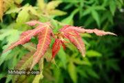 - Acer oliverianum x 'Mystic Jewel' Japanese Maple - Mr Maple │ Buy Japanese Maple Trees