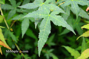 - Acer oliverianum x 'Mystic Jewel' Japanese Maple - Mr Maple │ Buy Japanese Maple Trees