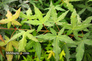 - Acer oliverianum x 'Mystic Jewel' Japanese Maple - Mr Maple │ Buy Japanese Maple Trees