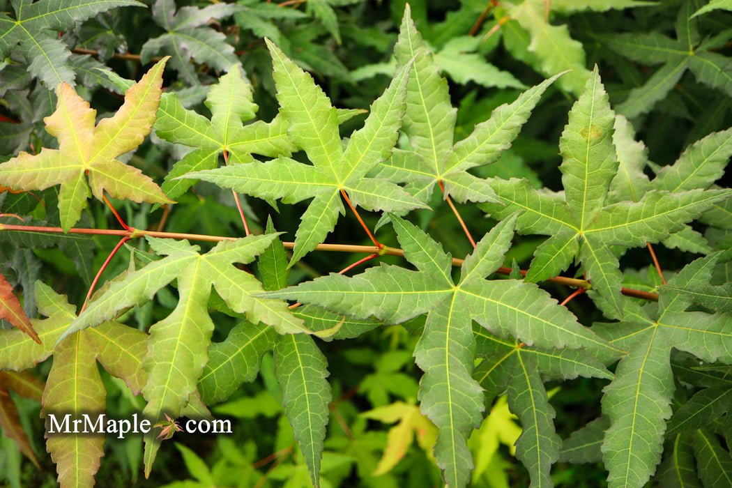 Acer oliverianum x 'Mystic Jewel' Japanese Maple