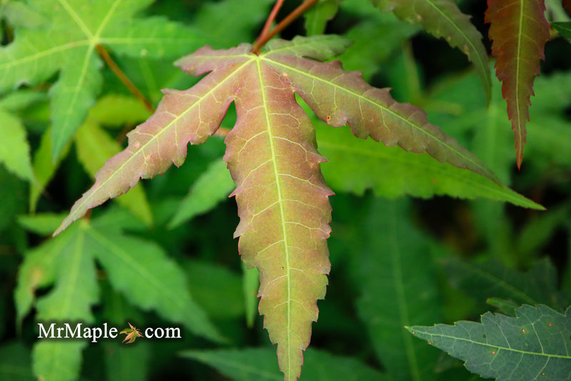 - Acer oliverianum x 'Mystic Jewel' Japanese Maple - Mr Maple │ Buy Japanese Maple Trees
